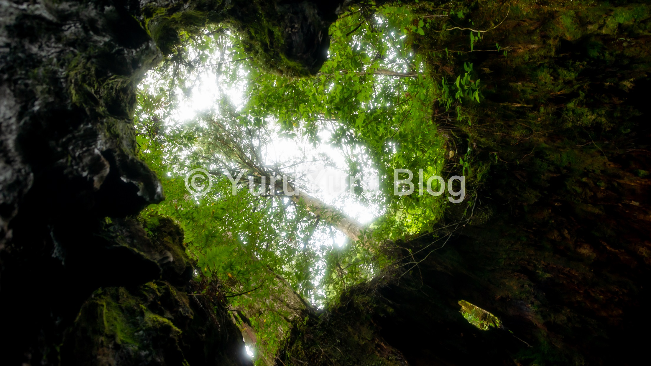 屋久島トレッキング おすすめ見所 屋久島の歩き方 後編 ウィルソン株 縄文杉 荒川登山口 旅と写真のゆるゆるブログ