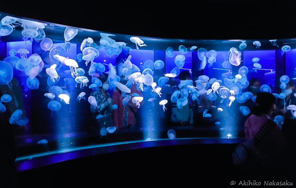 京都水族館クラゲワンダーの巨大水槽「GURURI」。ミズクラゲがたゆたっています。ドーナツ状にぐるりと囲まれ、とても幻想的でした。