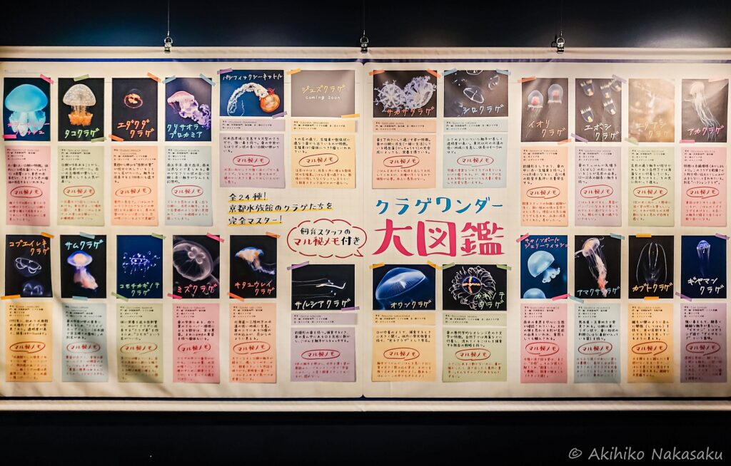 京都水族館クラゲワンダーの「クラゲワンダー大図鑑」。飼育されているクラゲの一覧が掲載されています。