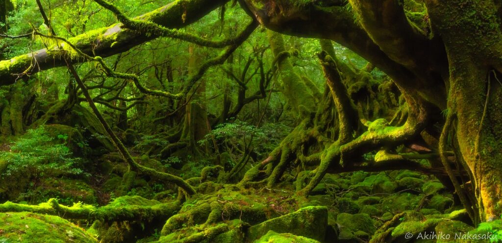 屋久島の苔むす森。もののけ姫のような深い照葉樹林の世界です
