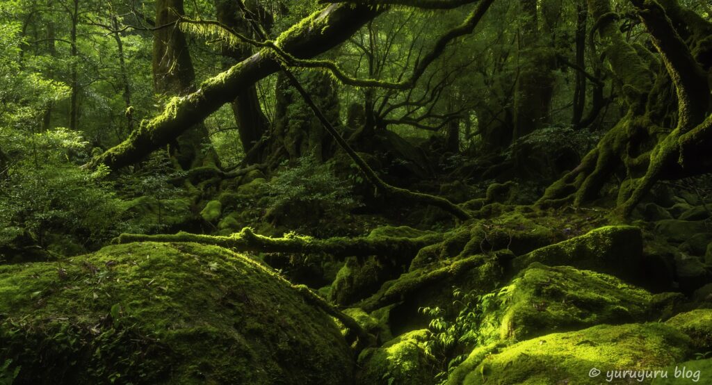 屋久島の苔むす森の景色。ジブリの「もののけ姫」の世界